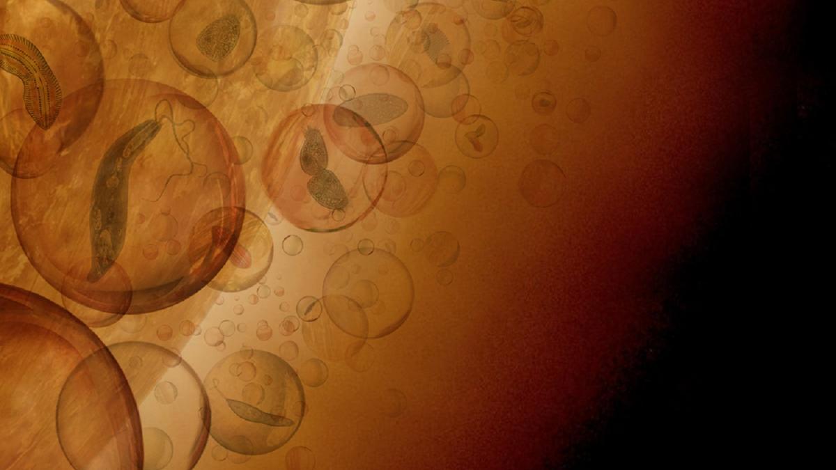 Recreación artística de la biosfera aérea en las capas de nubes de la atmósfera de Venus. En esta imagen, la vida microbiana hipotética en las nubes de Venus reside dentro de las partículas protectoras de la nube y es transportada por los vientos alrededor del planeta.
