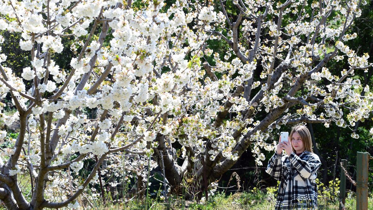Una joven realiza una foto con su móvil a los cerezos del Jerte.