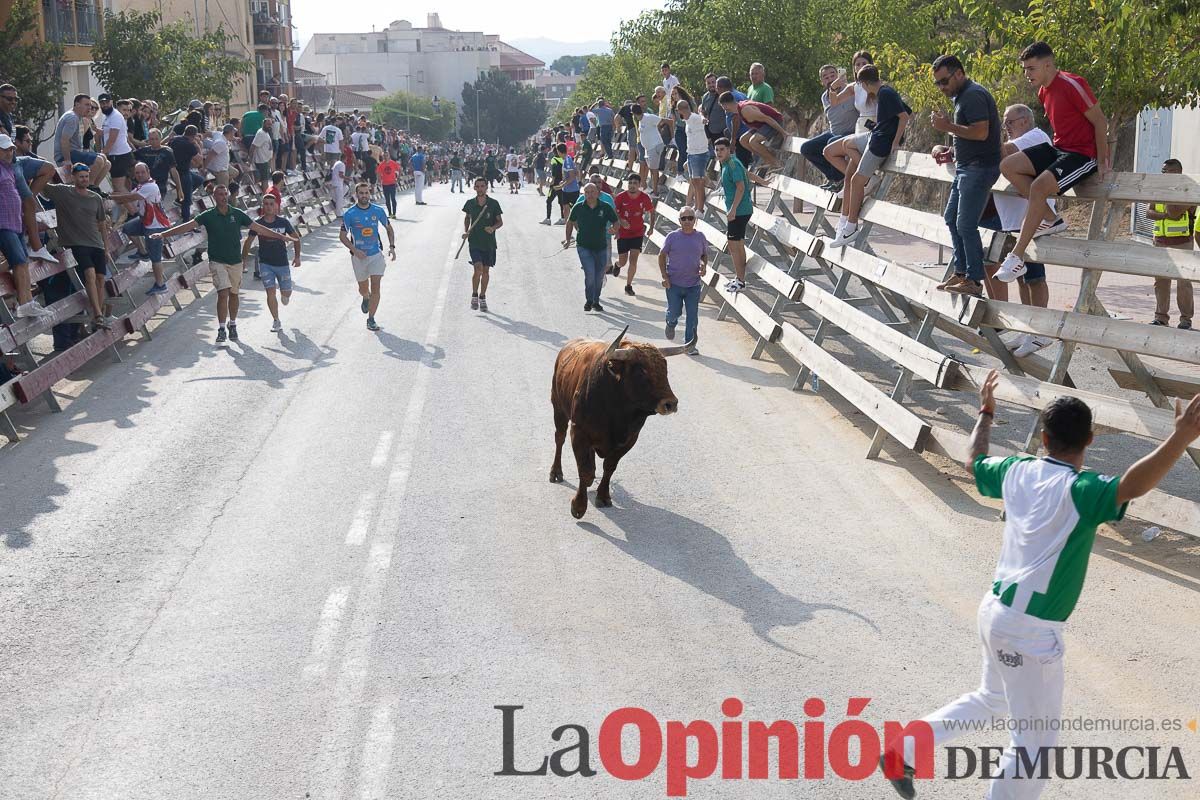 Quinto encierro de la Feria Taurina del Arroz en Calasparra