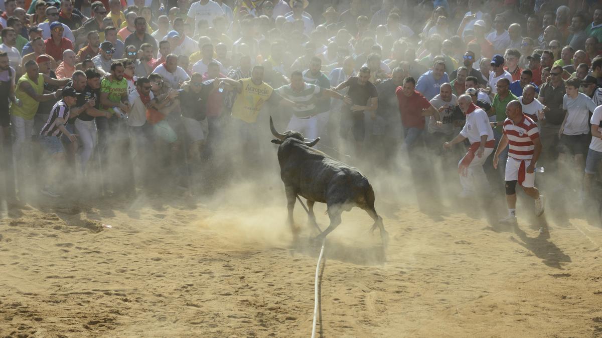 Salida del Toro Enmaromado "Galocho".