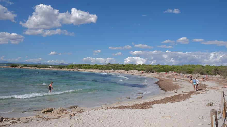 Esta es la playa de Mallorca que ha ganado 69 metros de arena, los ha vuelto a perder y es un ejemplo de gestión medioambiental