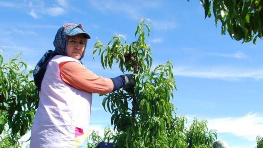 Varias jornaleras recolectan melocotones en una finca de la Región.