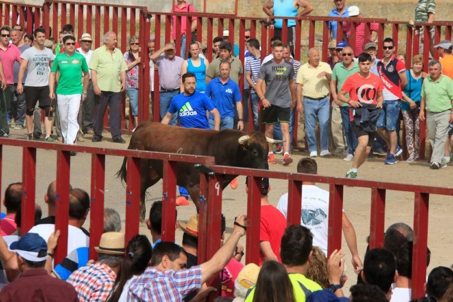 Toros bravos en Vadillo de la Guareña