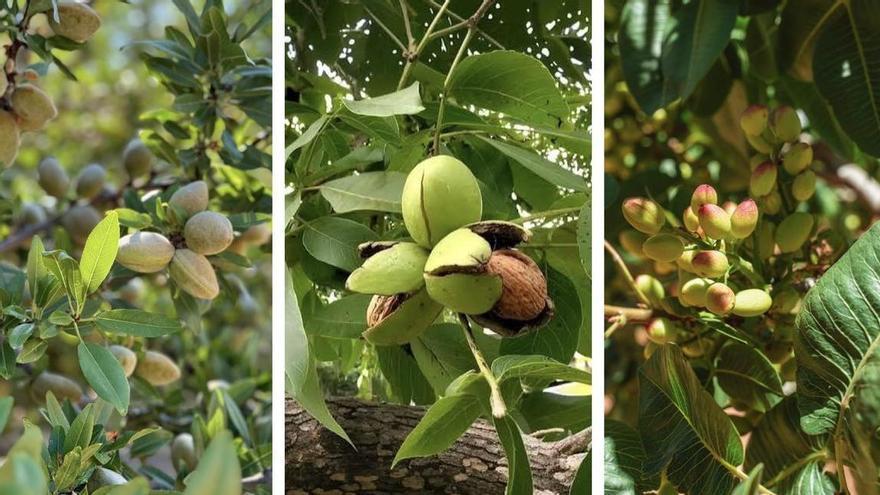 El cambio climático abre la puerta al cultivo comercial de frutos secos en Galicia: ¿puede convertirse en un nuevo negocio para el campo?