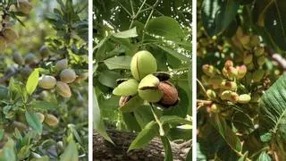 El cambio climático abre la puerta al cultivo comercial de frutos secos en Galicia: ¿puede convertirse en un nuevo negocio para el campo?