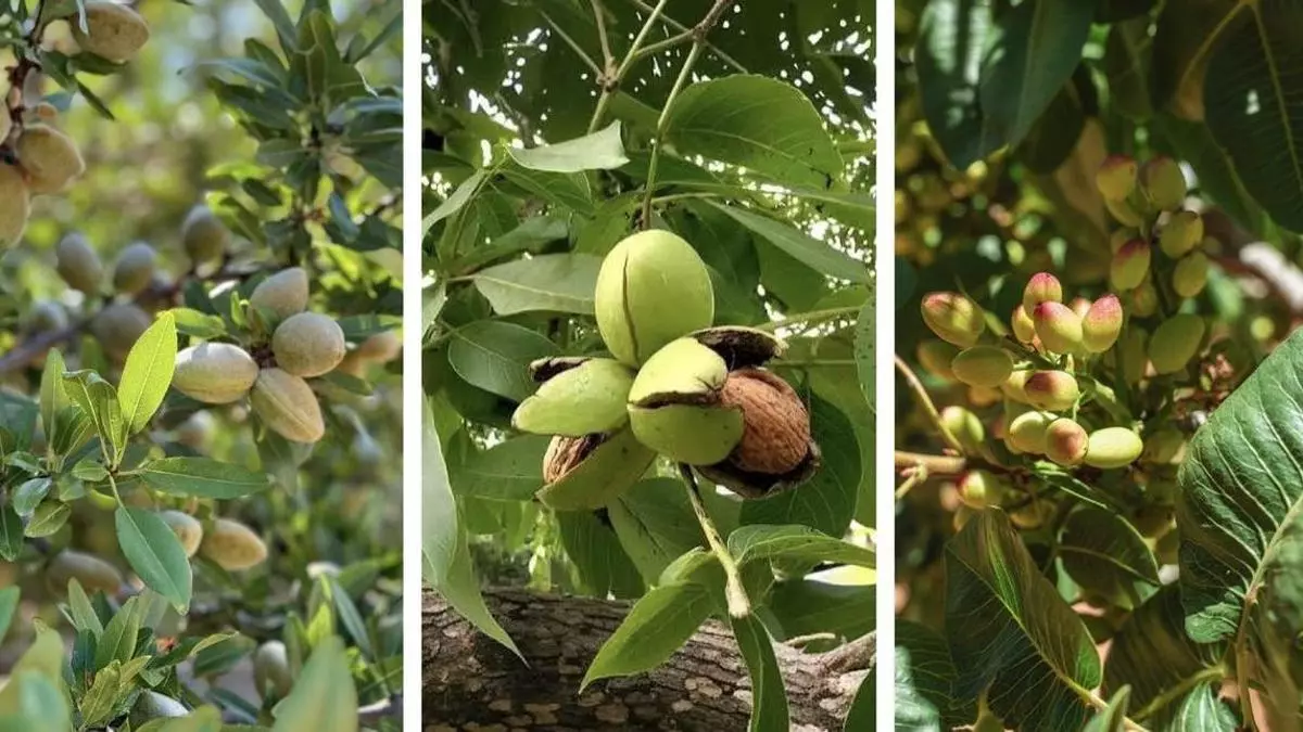 El cambio climático abre la puerta al cultivo comercial de frutos secos en Galicia: ¿puede convertirse en un nuevo negocio para el campo?