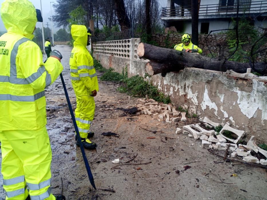 Los bomberos retiran el árbol derribado por el temporal en Gandia.