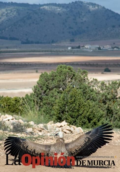 Liberan un Buitre Leonado en la Sierra de Mojantes