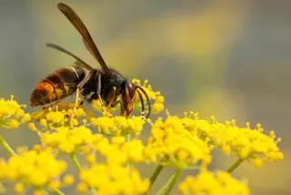 El peligro detrás de las 200 especies invasoras con las que tiene que lidiar Catalunya