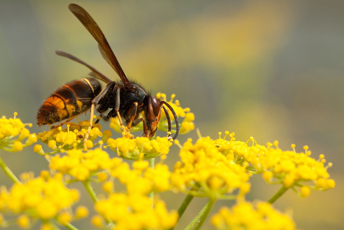 La avispa asiática invade Europa