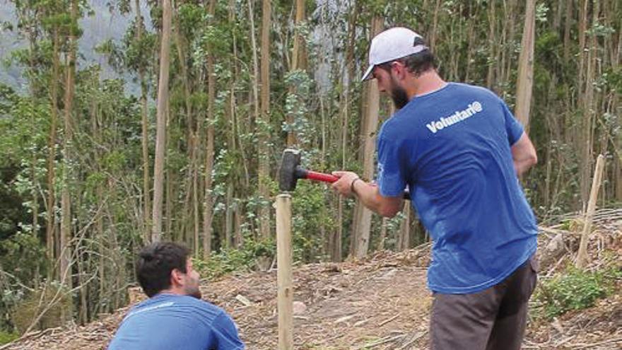 Voluntarios de Fragas do Mandeo durante los trabajos de erradicación de eucaliptos en la comarca.