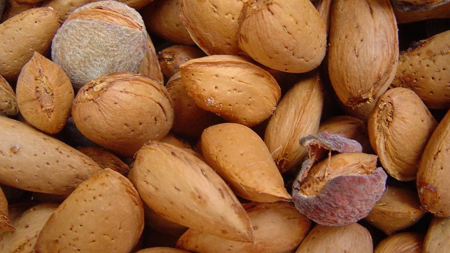 Los exportadores de almendra muestran su &quot;satisfacción&quot; tras el reciente acuerdo entre España y China