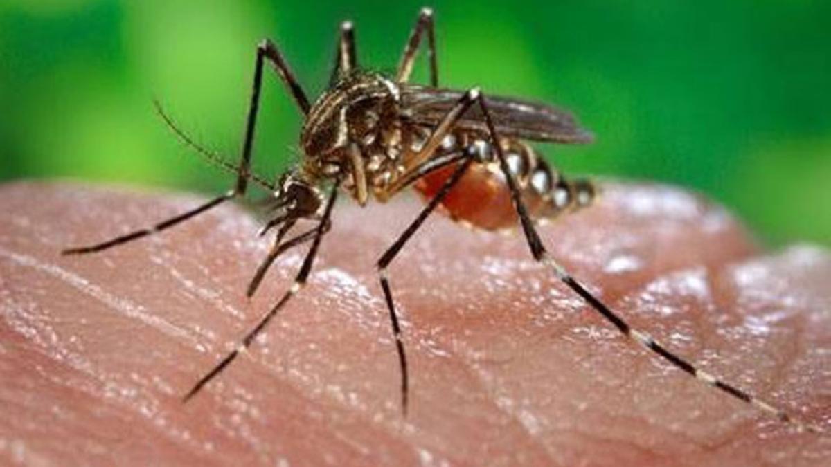 El mosquito Aedes es el responsable de la transmisión del virus Zika
