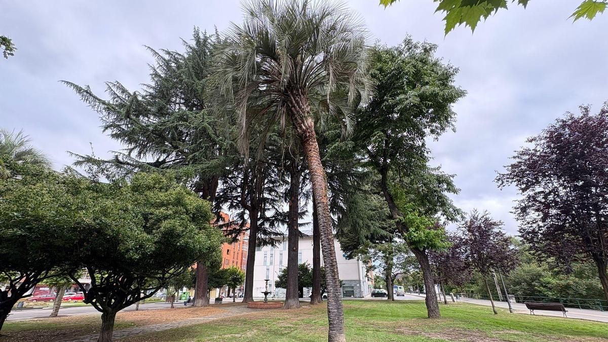 Una de las palmeras que se encuentra en el Parque Dorado de Sama