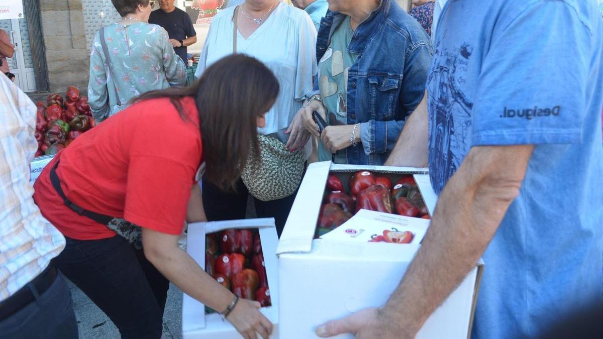 Pimiento morrón certificado con la IGP Pimiento Fresno-Benavente.