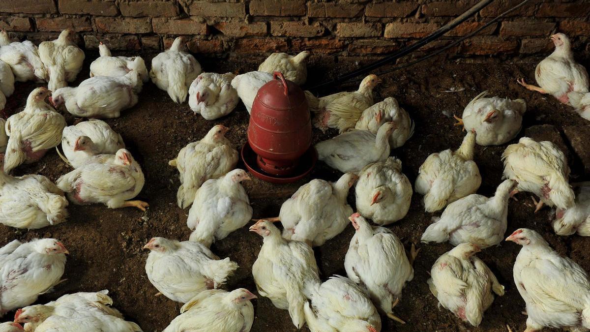 Gallinas en una granja, en una imagen de archivo.