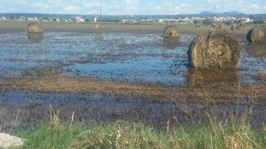 Las últimas lluvias han anegado extensas zonas del Pla de Sant Jordi.