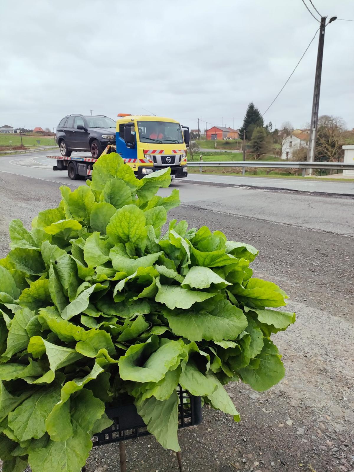 Elvira, vendedora de grelos en la N-550 a sus 86 años: "Son los mejores del mundo"
