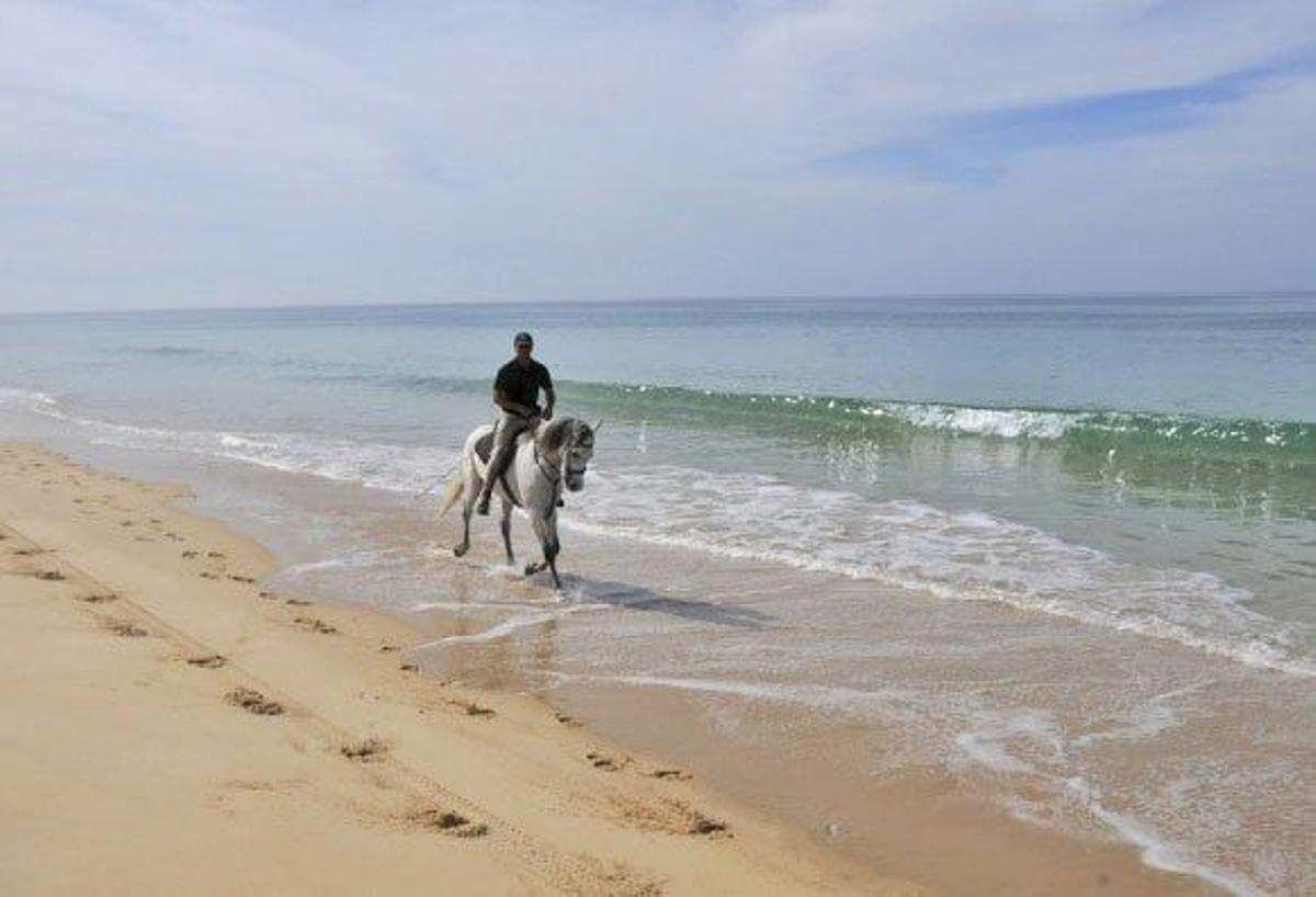 Cavalos na areia
