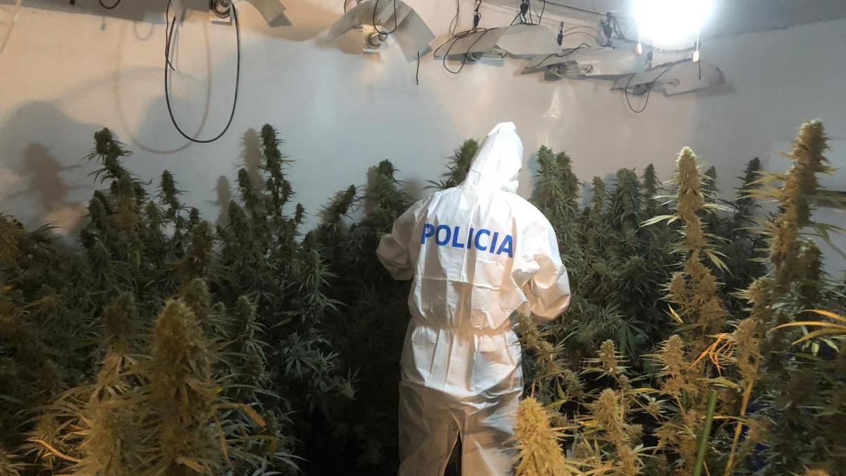 La Policía Nacional incauta en Córdoba cerca de 200 plantas de marihuana y una escopeta de caza