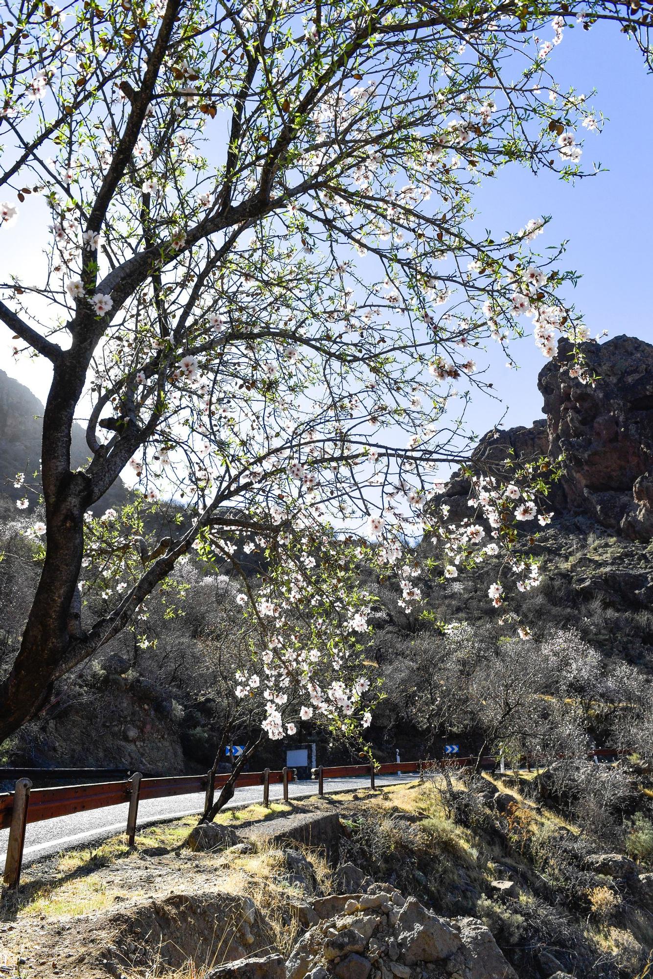 Almendros en flor en Tejeda