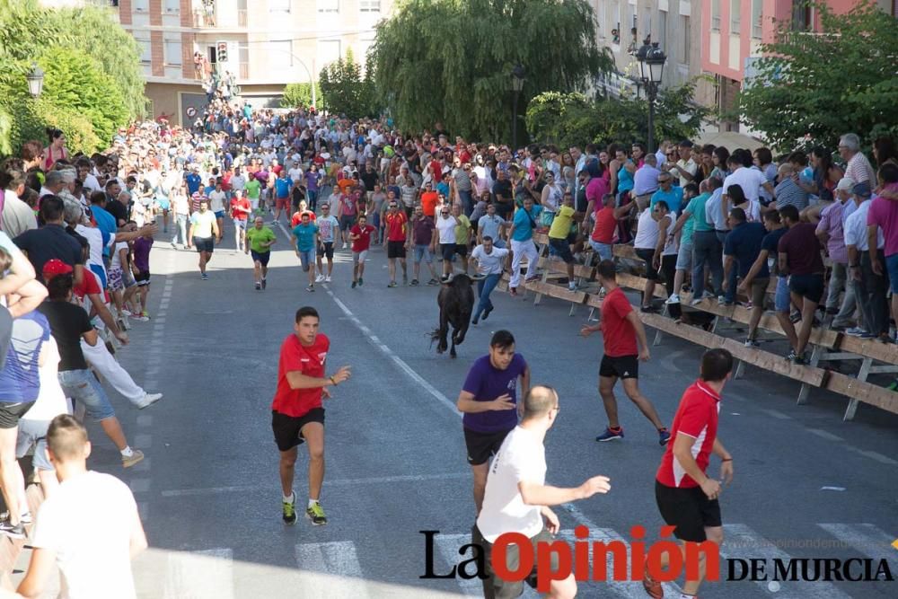 Última suelta de vacas en Moratalla