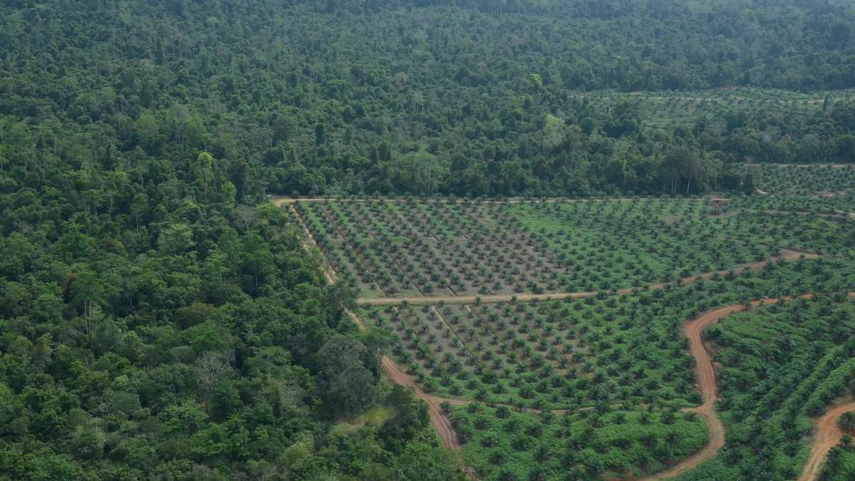 Plantación forestal y de palma aceitera en Borneo.