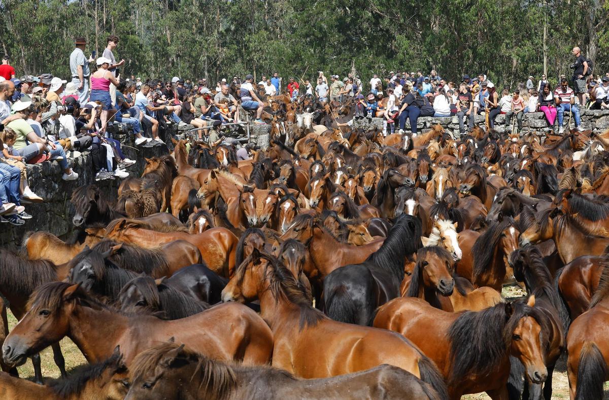 El curro de Mougás reúne a 550 caballos