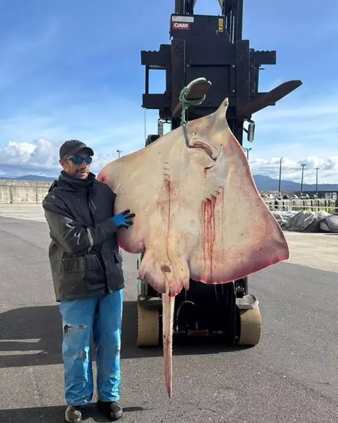 Una raya de 53 kilos en la lonja de O Porto do Son