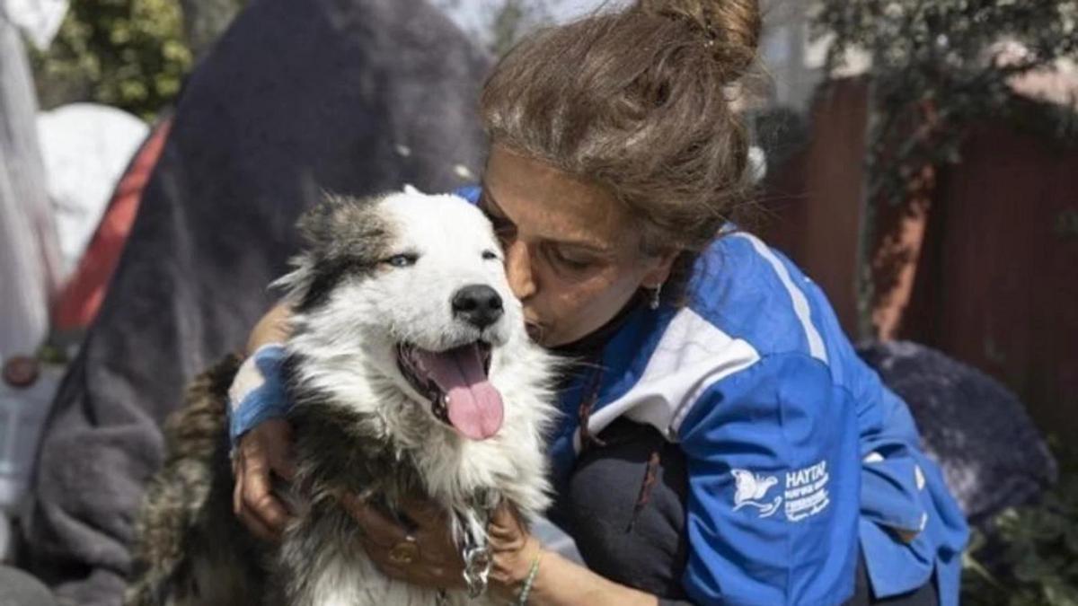 Aleks, el perro rescatado de los escombros en Turquía