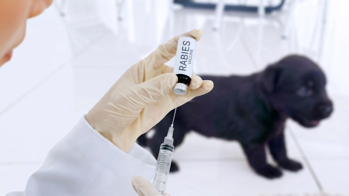 ¿Eres principiante en la vacunación de perros? Aquí tienes todo lo que debes saber