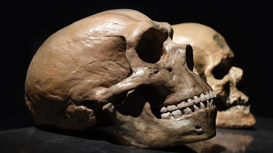 Imagen de un cráneo neandertal.