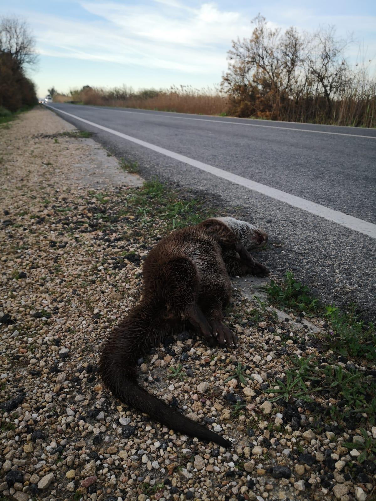 Cadáver de nutria hallado en la carretera de Elche a Dolores, junto al Parque Natural de El Hondo