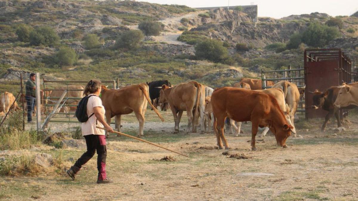 Una ganadera sanabresa vigila a su cabaña de animales. | A. SAAVEDRA