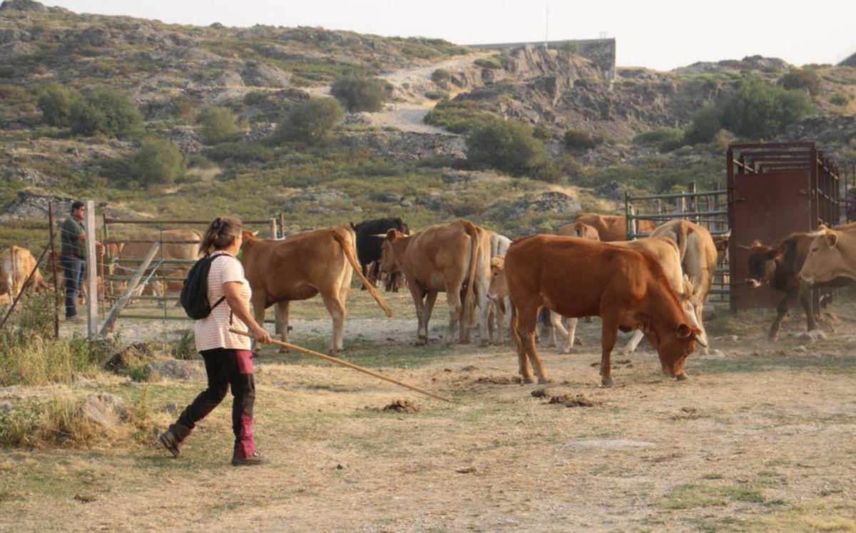 Una ganadera sanabresa vigila a su cabaña de animales. | A. S. (Archivo)