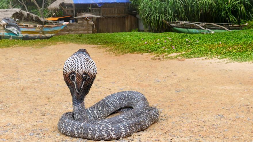 Cobra gigante africana.