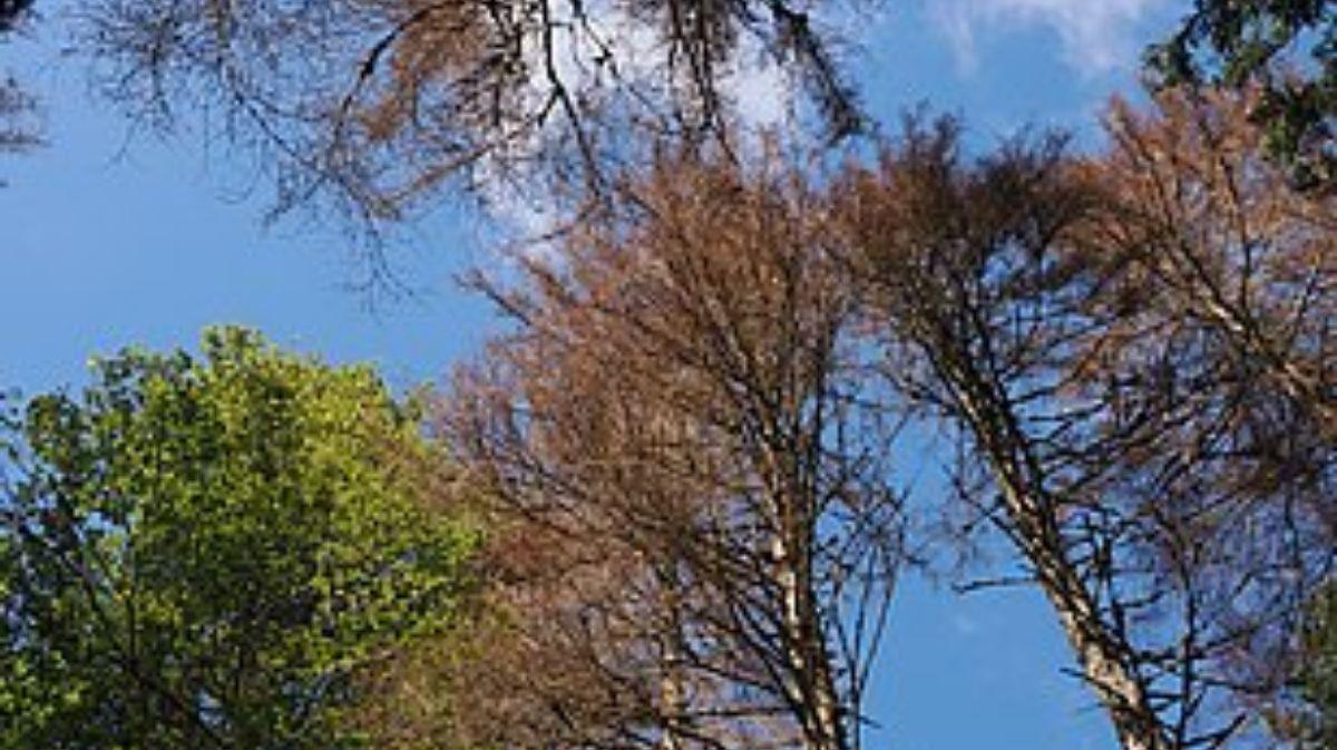 La defoliación severa causada por orugas puede reducir el crecimiento y la vitalidad, e incluso provocar la muerte del árbol.