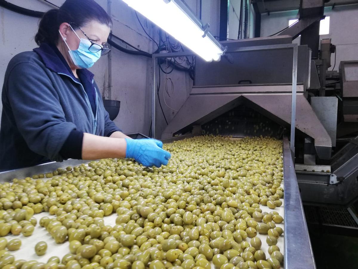 Trabajo de preparación de aceituna de mesa de la cooperativa de Posadas Covidesa.