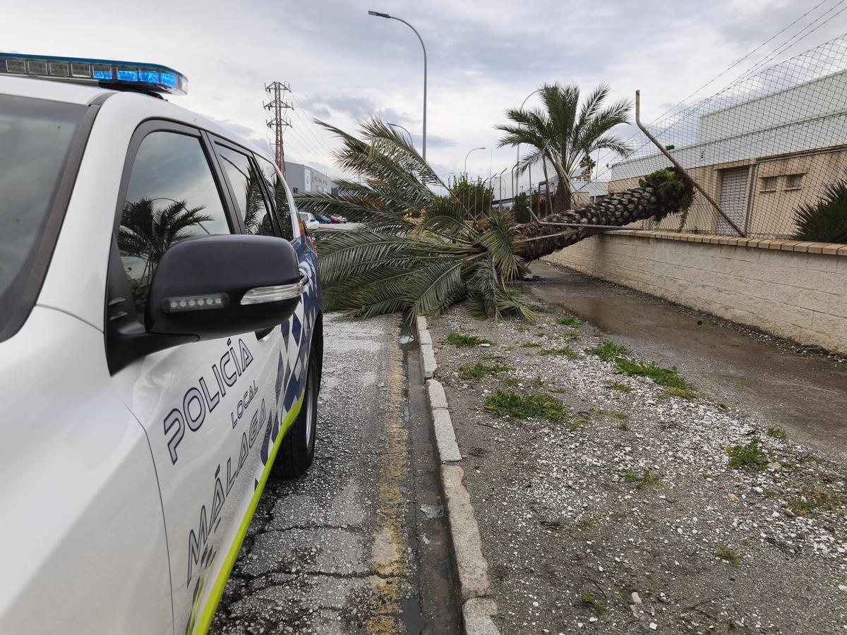 Caída de una palmera en la calle Hermanas Brontes