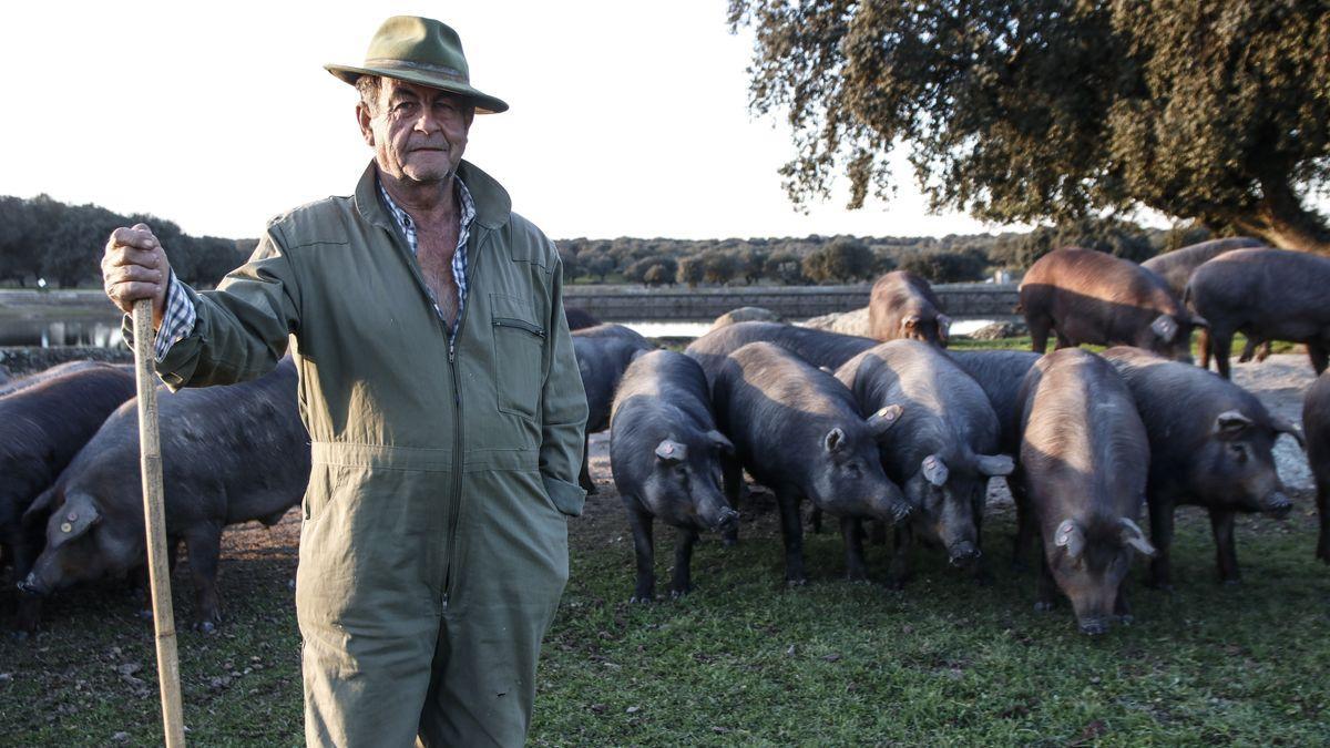 El ganadero Justo Gómez Calero, junto a sus cochinos en la dehesa boyal de Torremocha, ayer.