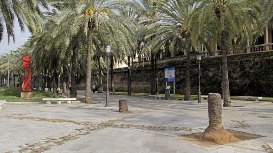 Imagen de archivo de palmeras afectadas por el picudo rojo en el paseo Sagrera.