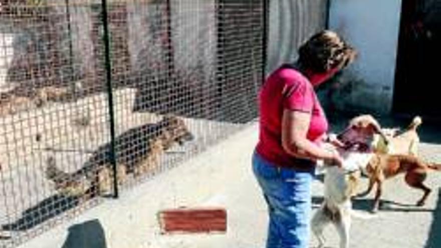 El ayuntamiento anima a la ciudadanía a adoptar perros