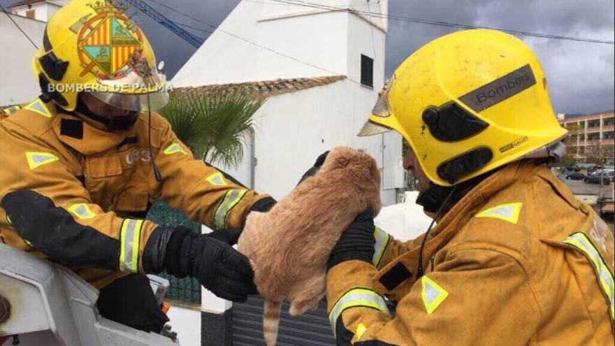 Los bomberos rescatan a un gato en Palma