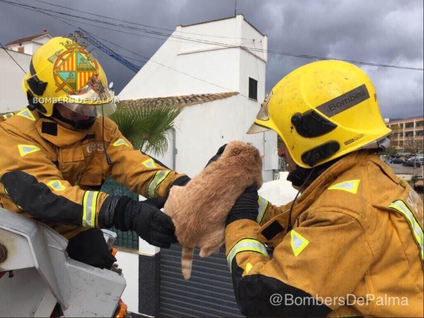 Los bomberos rescatan a un gato en Palma