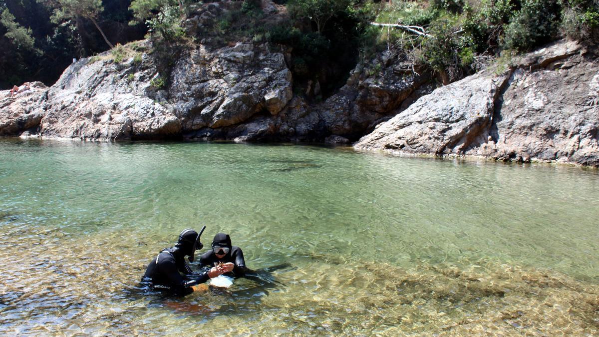 Les imatges de projecte de restauració d'ecosistemes marins