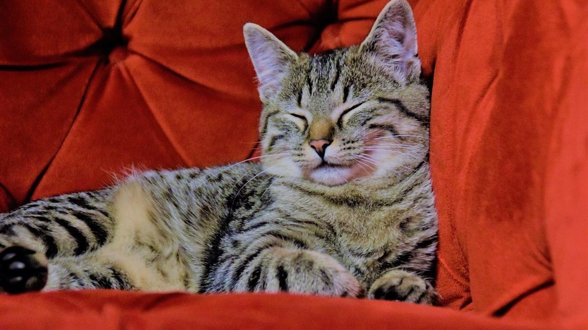 Un gato disfrutando de la suavidad de un sofá