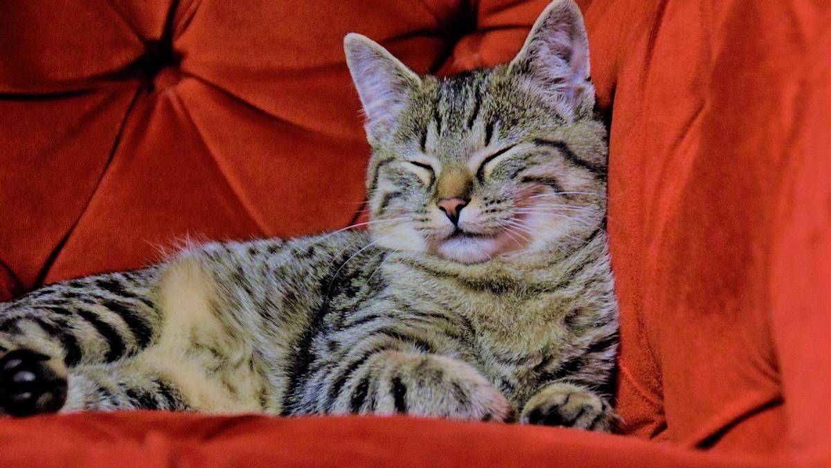 Comprar Funda de sofá para prevención de arañazos de gatos, funda