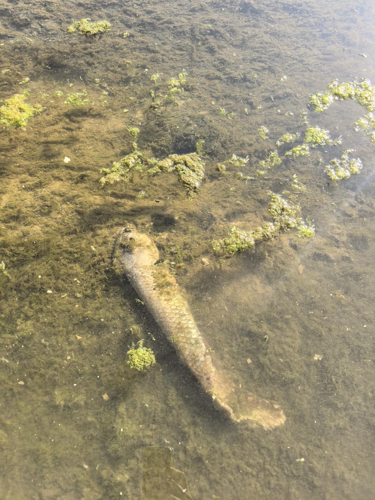 Un pez muerto en el cauce.