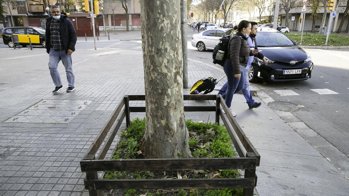 Barcelona 20/12/2021 Programa Mans al Verd de l'ajuntament de BCN, de gestió del verd de la ciutat conjuntament amb la ciutadania Foto d' escocells plantats a C. Cristòbal de Moura, 230-236 hi ha una quinzena d’ escocells plantats per persones usuaris del casal de barri. (qualsevol dels dos servirà) FOTOGRAFIA DE JOAN CORTADELLAS