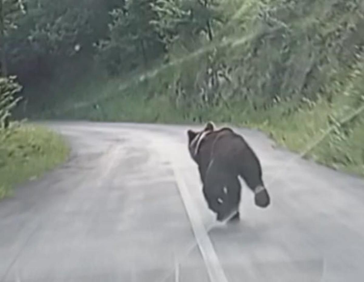 Un oso corre por la carretera de La Cubilla, presuntamente &quot;Fittipaldi&quot;, el ejemplar que ya entró en la autopista del Huerna.